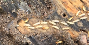 termite control