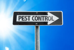 pest control - Termite treatment